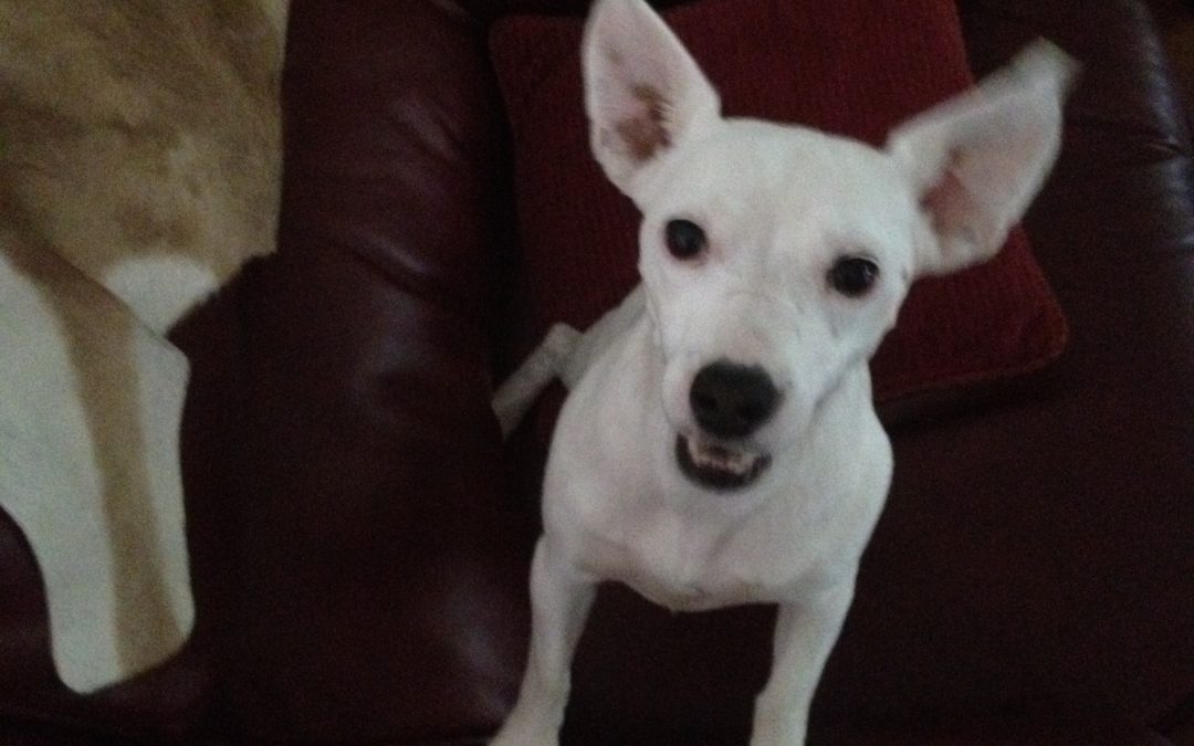 White dog with perked ears on chair